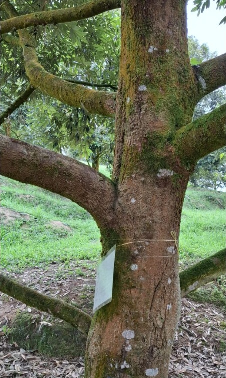 second image